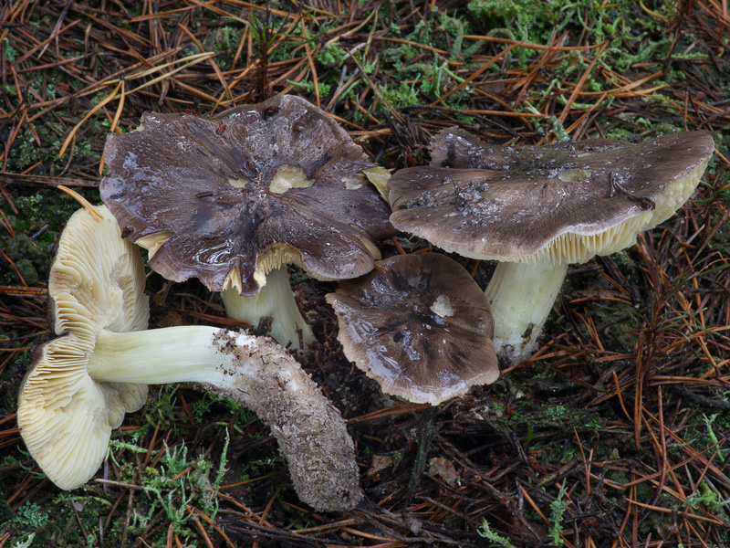 Tricholoma portentosum